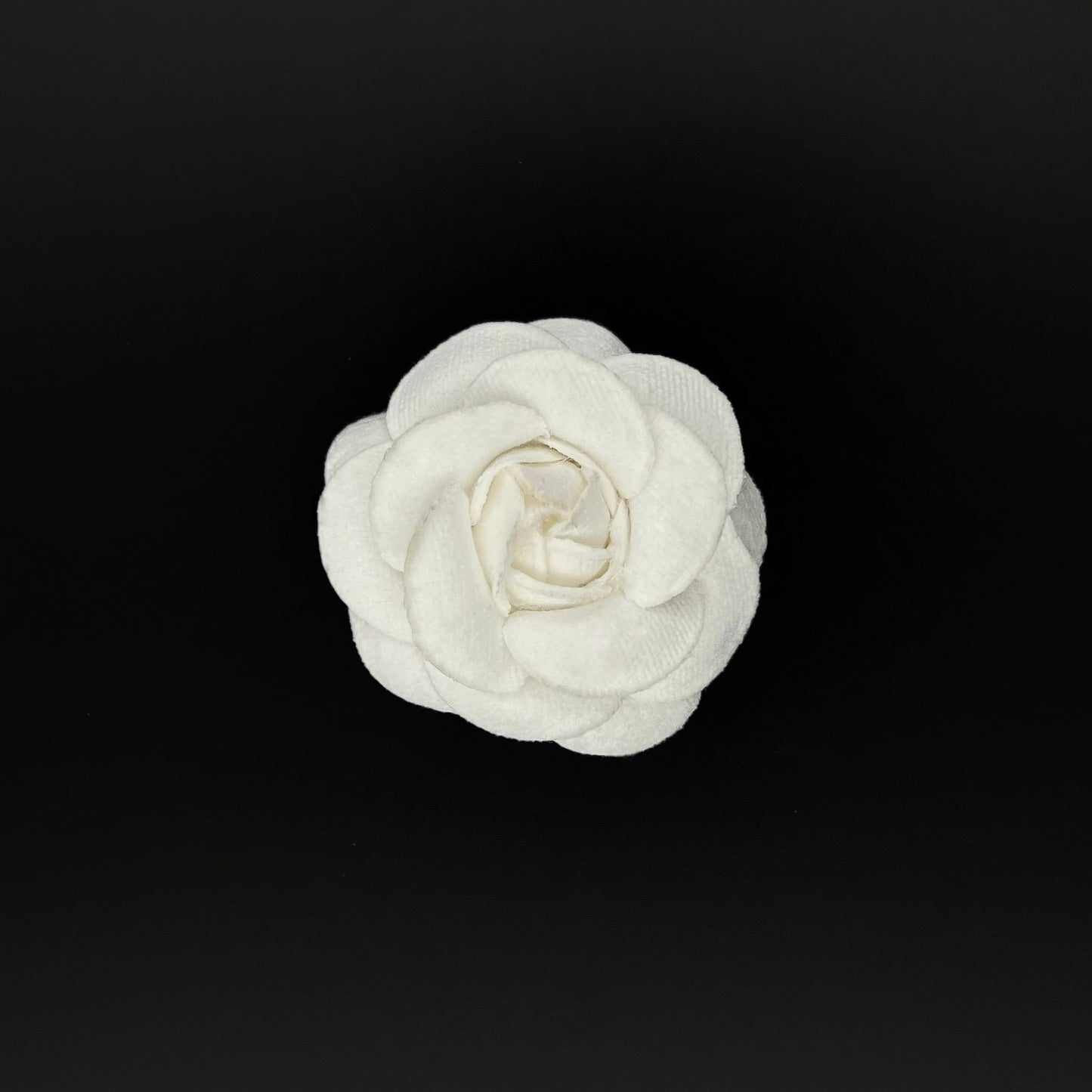 Camellia 5cm - 6,5cm