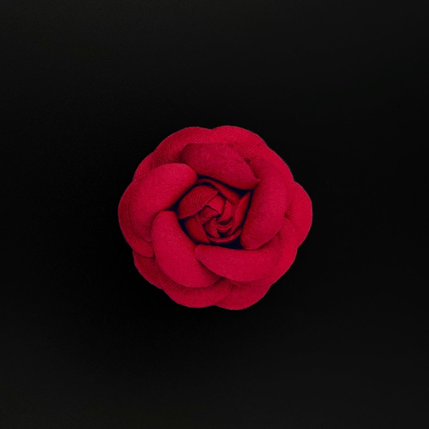 Camellia 5cm - 6,5cm